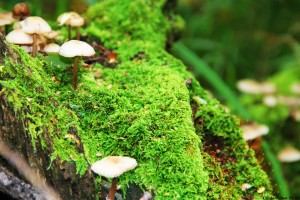世界体能科研基金启动：支持运动表现与恢复研究，世界体能比赛