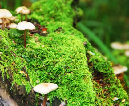 世界体能科研基金启动：支持运动表现与恢复研究，世界体能比赛